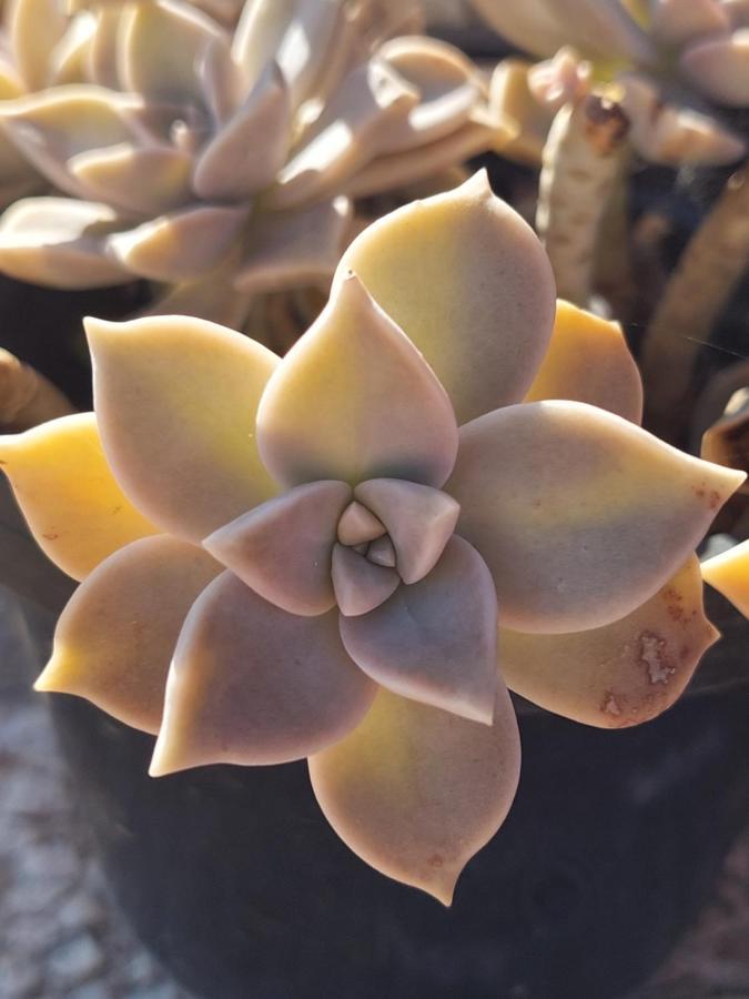 Casa Susana Sapataria 外观 照片